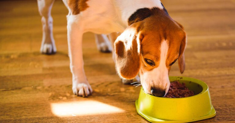 Dog food sold by Walmart is recalled because it may contain metal pieces