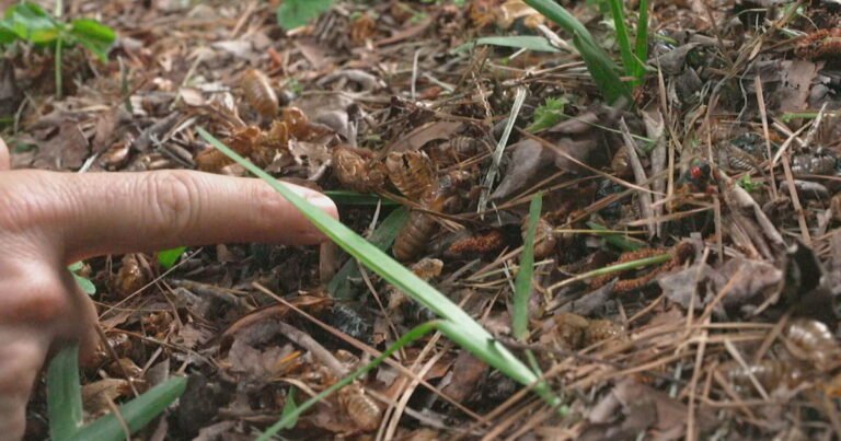 Historic cicada event underway in parts of U.S.