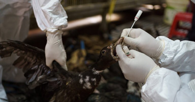 The Disease Detectives Trying to Keep the World Safe From Bird Flu