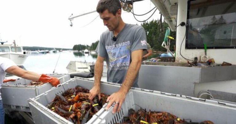 Viral lobsterman documents Maine’s lobster season