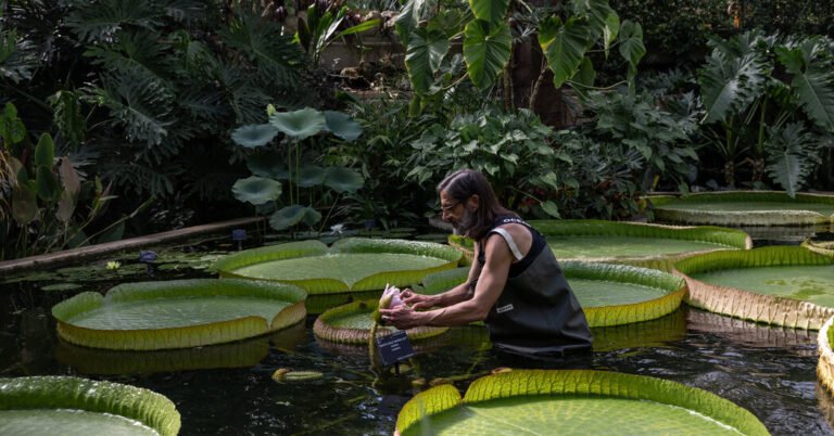 Risking His Own Extinction to Rescue the Rarest of Flowers