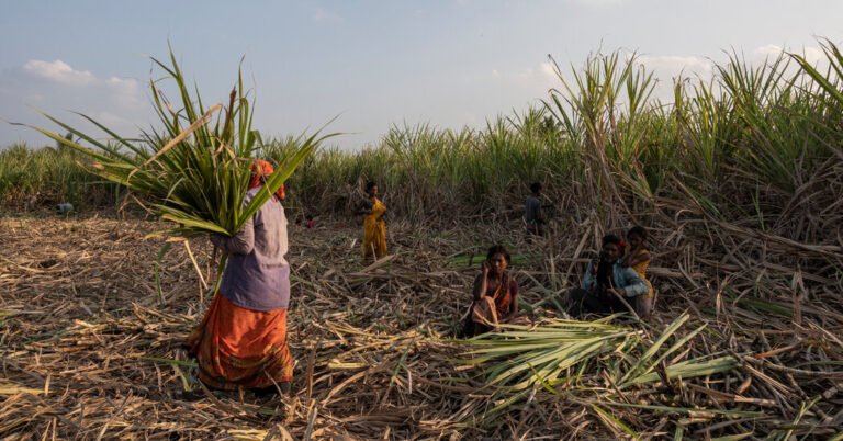 Sugar Industry Faces Pressure Over Coerced Hysterectomies and Labor Abuses