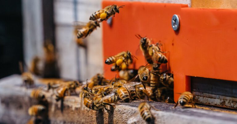 The DMZ Is an Unhealed Wound for Korea. It’s Also a Source of Great Honey.