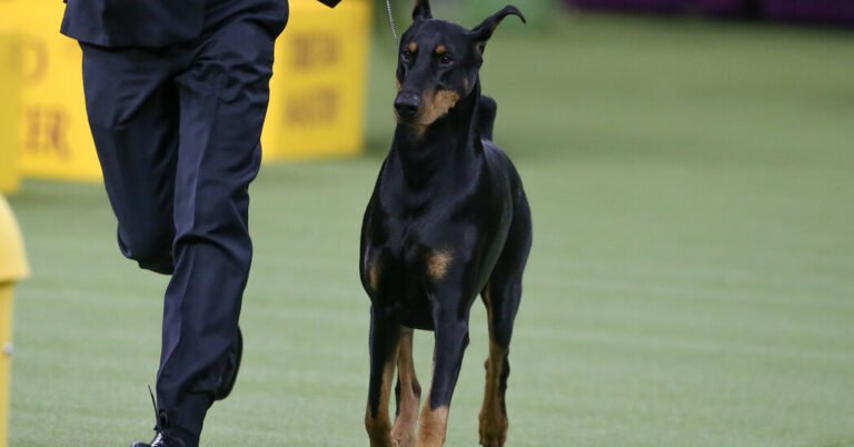 Police Hope Dog Breeder’s Missing Dobermans Can Shed Light on His Death