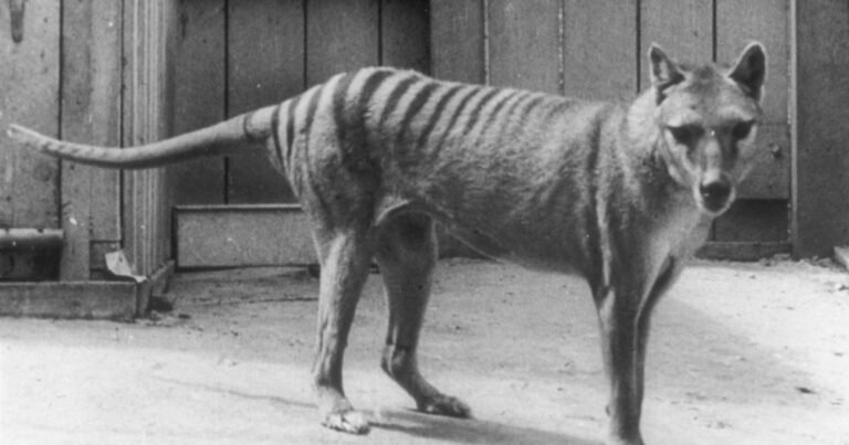 Scientists say they’ve made a breakthrough in efforts to bring back the extinct Tasmanian tiger