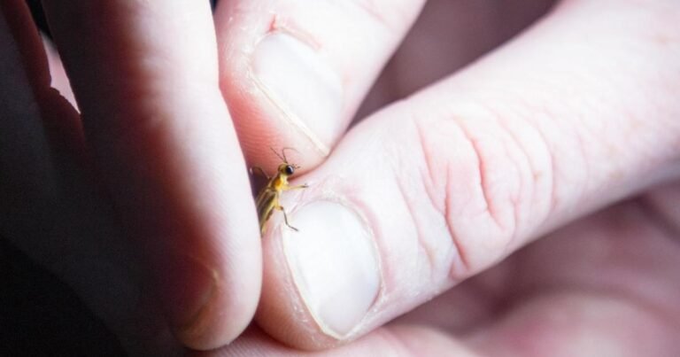 Bethany Beach firefly could be first lightning bug added to federal endangered species list