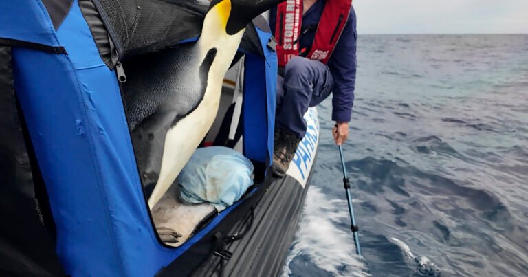 “Gus,” emperor penguin found on Australian beach after swimming from Antarctica, released at sea after 20 days of care