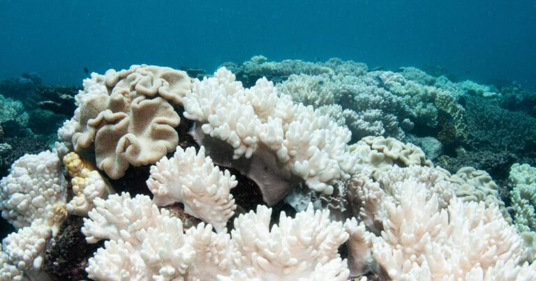 Parts of Great Barrier Reef dying at record rate, alarmed researchers say;