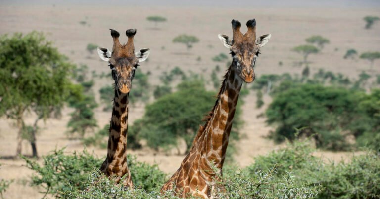 Giraffes need endangered species protection, U.S. officials say