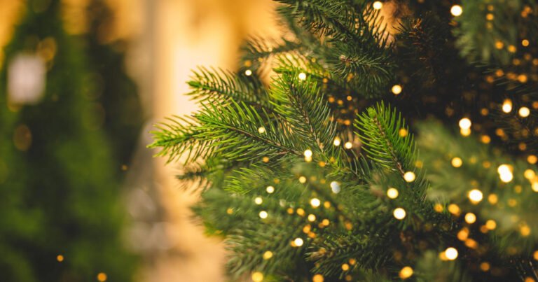 Still need to buy a Christmas tree? Here’s the good news.